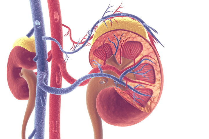 Read more about the article Controversies and challenges in renal transplantation