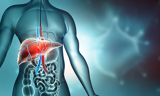 Read more about the article Hepatitis C viraemic organs in solid organ transplantation