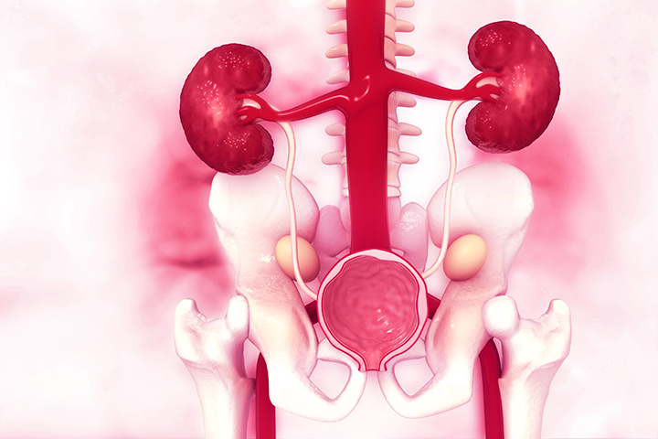 Read more about the article Urinary Activated Leukocyte Cell Adhesion Molecule (ALCAM) as a novel biomarker of lupus nephritis histology
