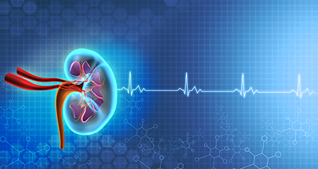 Read more about the article Post-transplantation plasma malondialdehyde is associated with cardiovascular mortality in renal transplant recipients: A prospective cohort study