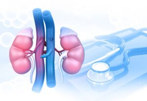 Read more about the article Kidney Organoid Systems for Studies of Immune-mediated Kidney Diseases:  Challenges And Opportunities