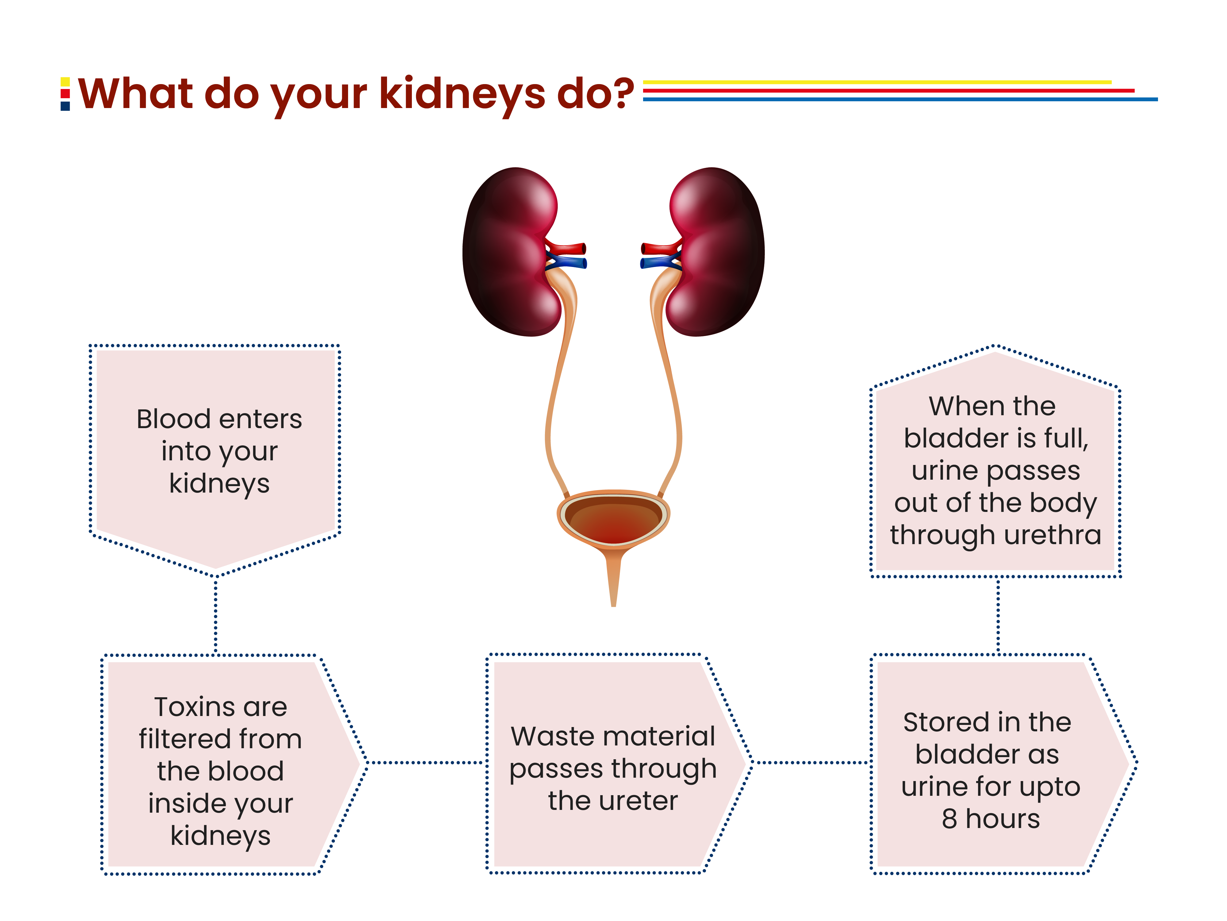 World Kidney Day Conquest Health