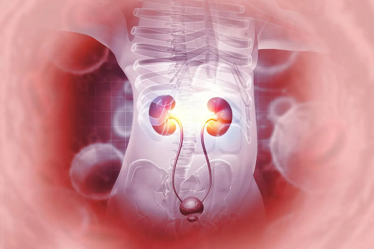 Read more about the article Bright, photostable and long-circulating NIR-II nanoparticles for whole-process monitoring and evaluation of renal transplantation