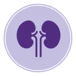 Kidney