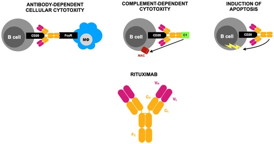 Anti-CD20-Mediated-B-Cell-Depletion-Agent-Rituximab