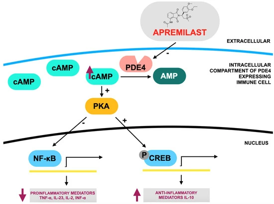 Targeted-Synthetic-Disease-Modifying-Antirheumatic-Drugs