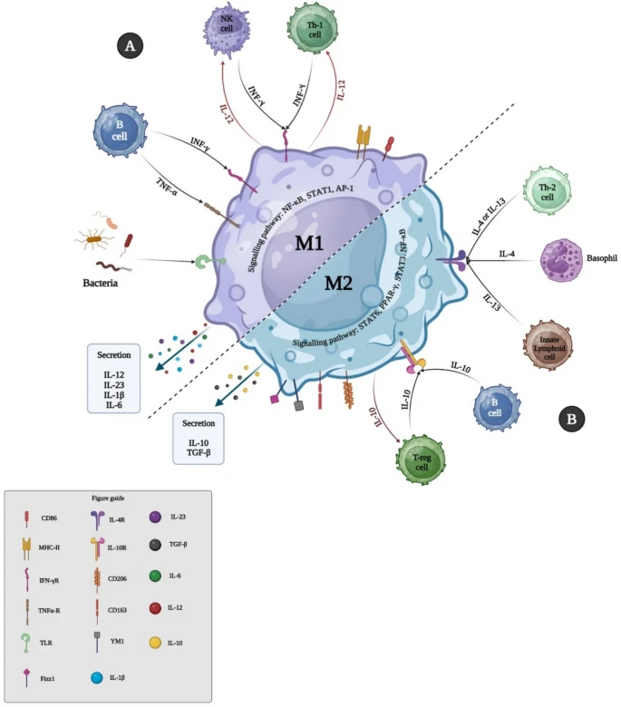 Macrophages-and-GVHD-related-diseases