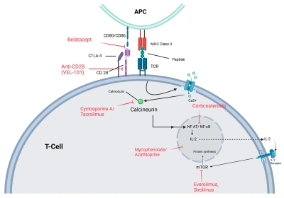 T-cell-Activation